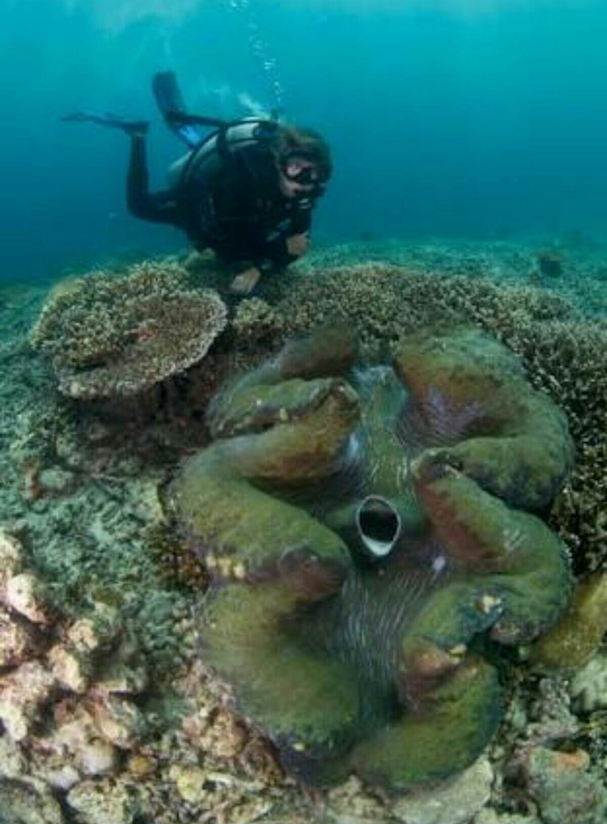 シャコガイ シャコ貝 超大型 貝 - インテリア小物