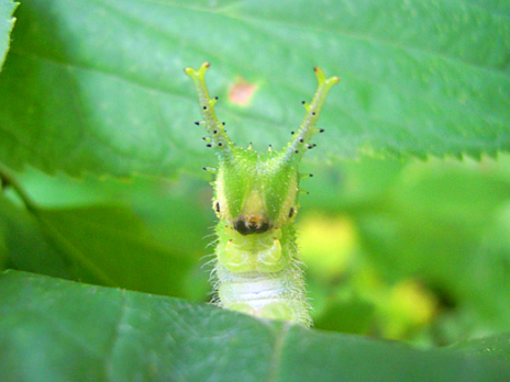 幼虫が可愛い 国蝶のオオムラサキとは タギトのブログ